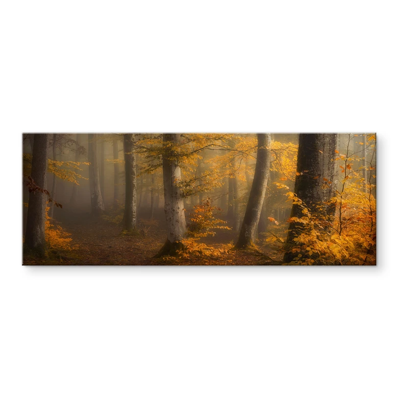 Acrylglasbild Goldene Blätter im nebligen Wald - Maier - Panorama 