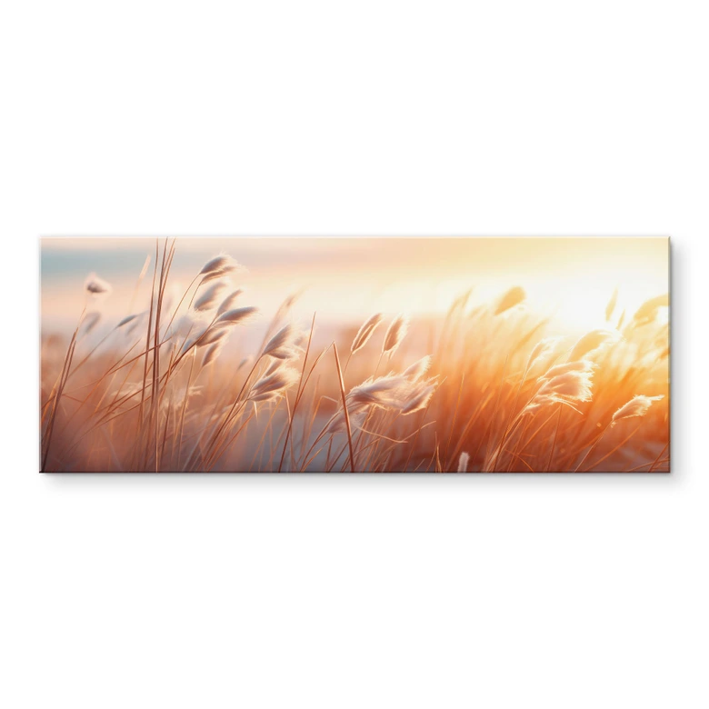 Acrylglasbild Dünengras in der Abendsonne - Treechild - Panorama 