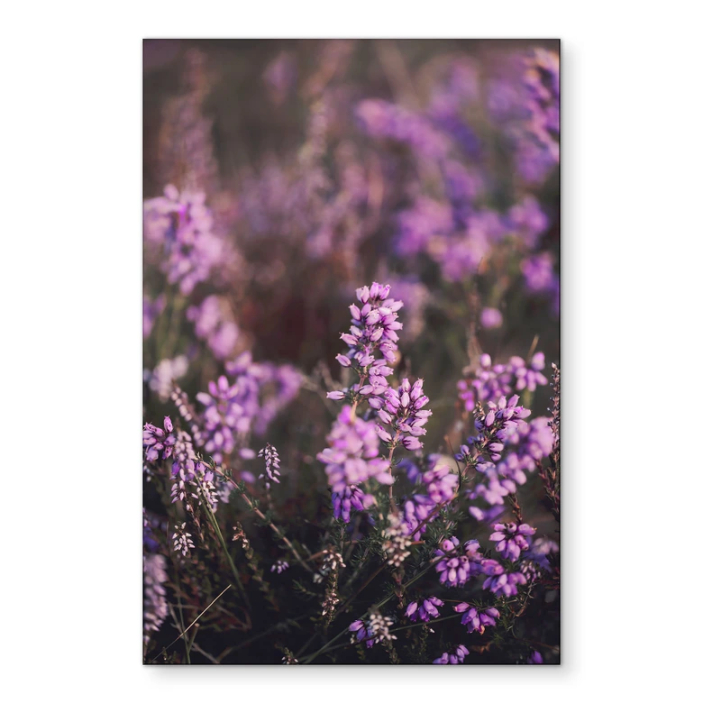 Wanddecoratie paarse heidebloesem in warm licht | natuurfotografie voor de woonkamer - Annie - aluminium dibond 