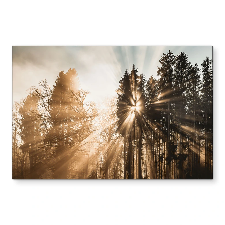 Wandbild Lichtstrahlen im Wald - Eisenmann - Alu-Dibond 