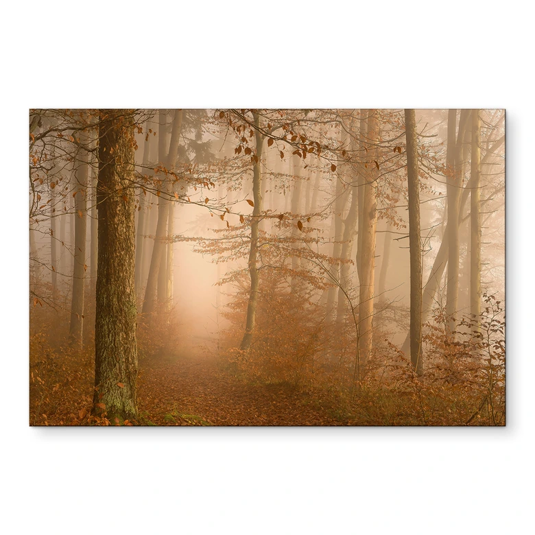 Tableaux brume et lumière dans une forêt en automne - Maier - Alu-Dibond 