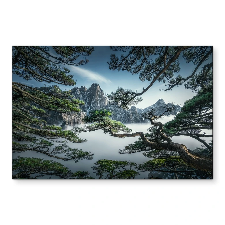Wandbild Kiefernwald im Huang Shan Gebirge - NingYun Ye - Alu-Dibond 