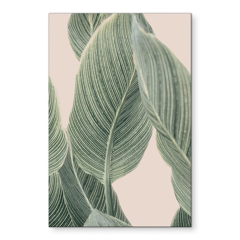 Wandbild Calathea Pflanze - Sisi & Seb - Alu-Dibond 