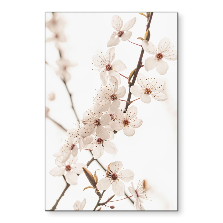 Tableaux Branche avec fleurs de cerisier blanches - Sisi & Seb - Alu-Dibond 