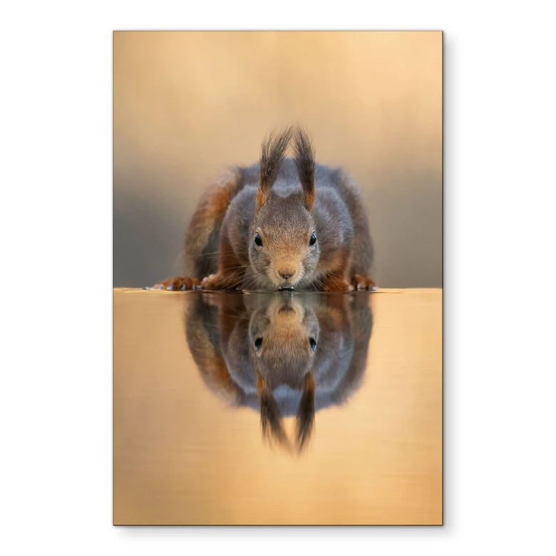 Wandbild Eichhörnchen am Wasser - van Duijn - Alu-Dibond 