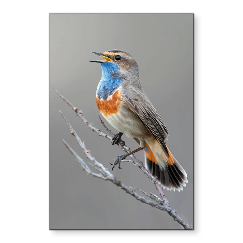 Wanddecoratie zang blauwborst - van Duijn - aluminium dibond 
