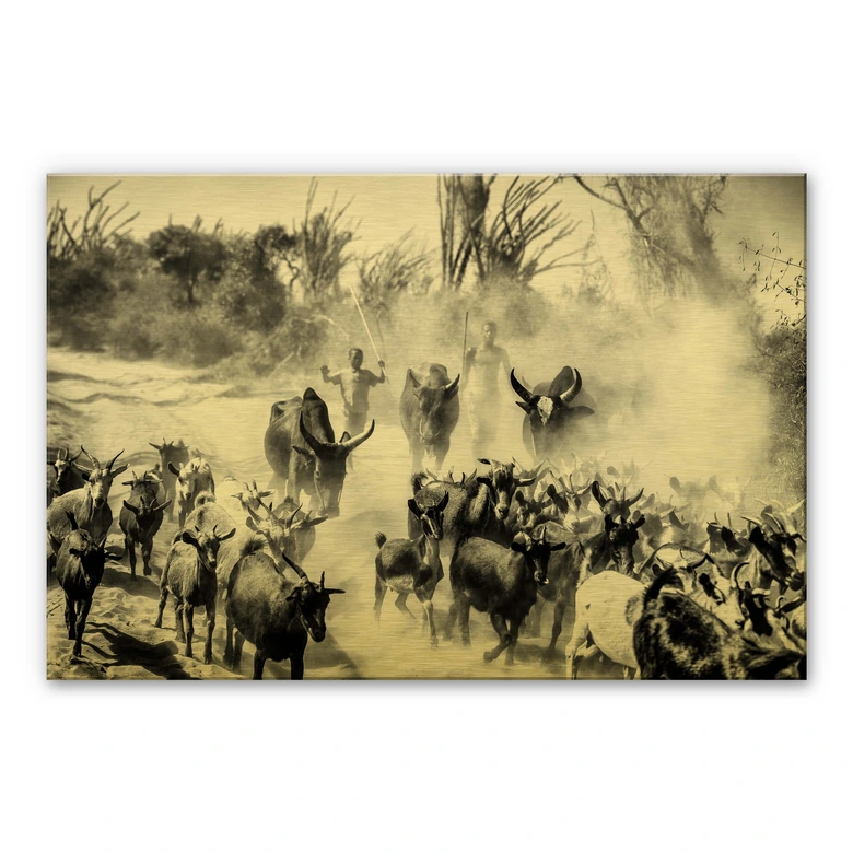 Alu-Dibond met goud effect Tagliarino - Kudde Geiten in Afrika 