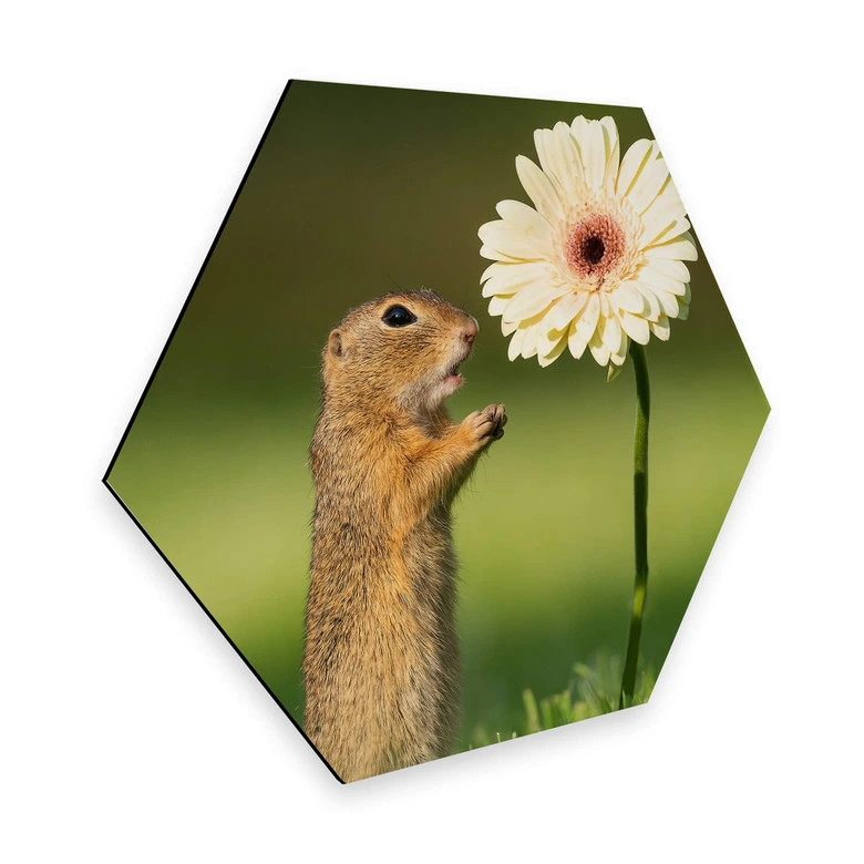 Hexagon - Alu-Dibond van Duijn - Erdhörnchen mit Gerbera 