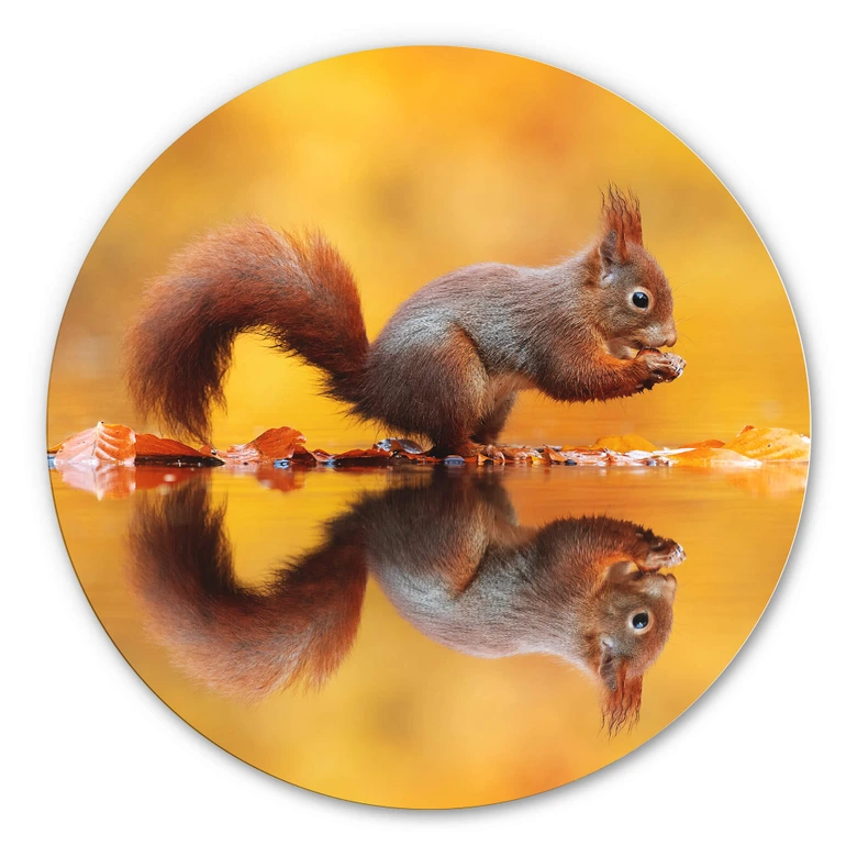 Wandcirkel van Duijn - Eekhoorntje met Noot 