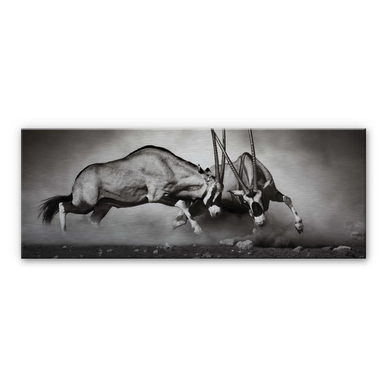 Aluminium Dibond Het Duel 