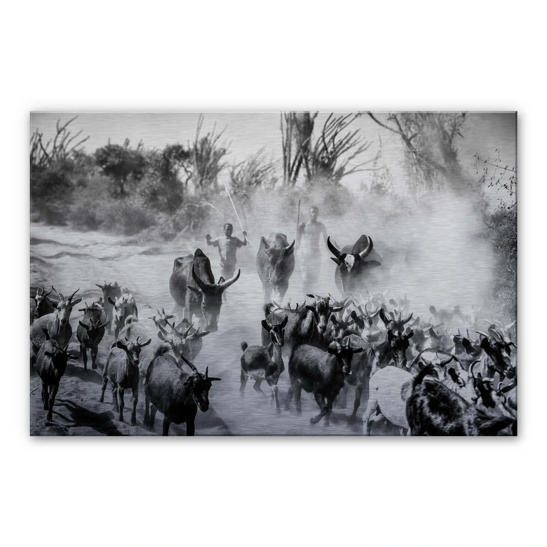 Alu-Dibond met zilver effect Tagliarino - Kudde Geiten in Afrika 