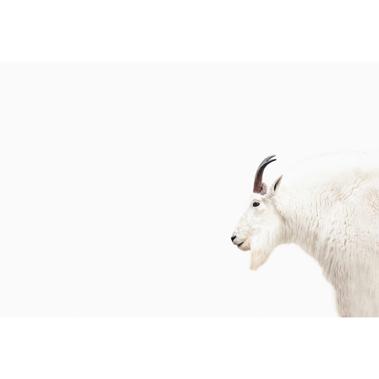 Livingwalls Fototapete ARTist Mountain Goat mit Schneeziege braun, weiß 