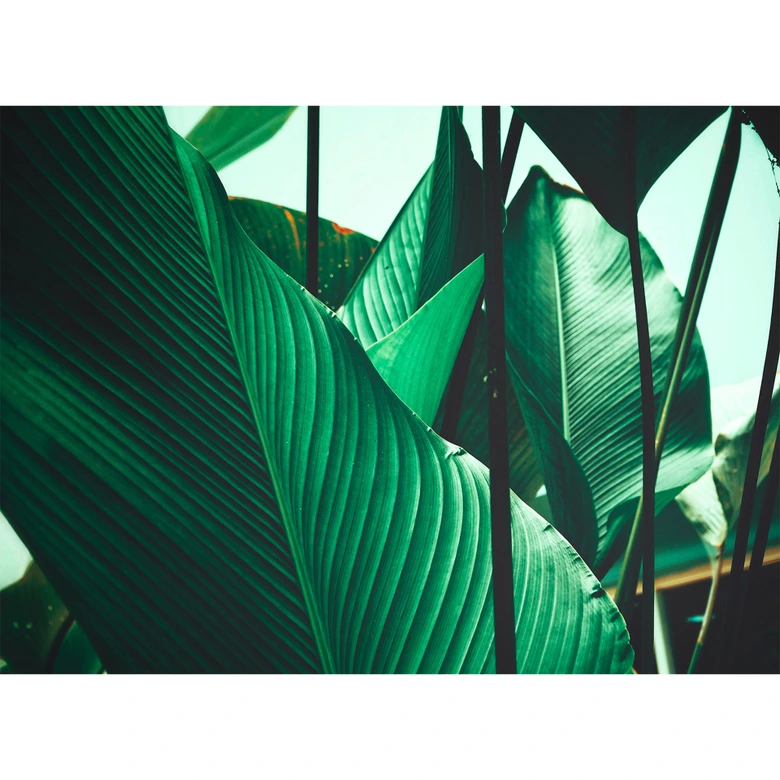 Livingwalls Fototapete Designwalls Leaf Stalks Natur 