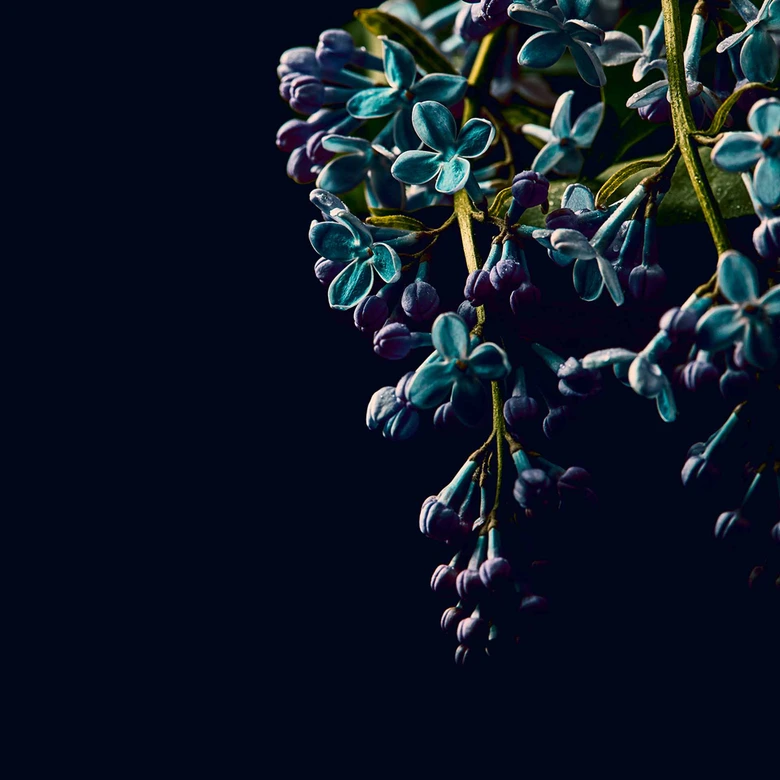 Fototapete Blumen DarkFlowers2 in schwarz lila - Vliestapete Designwalls 2 - 2,55 x 3,5 m 