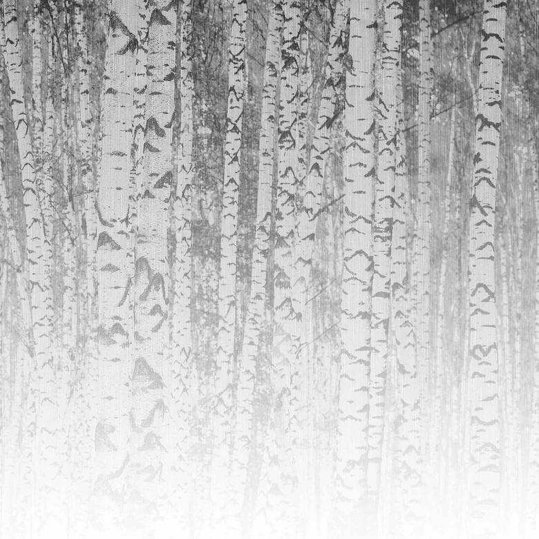 BirchForest1 björkskogstapet i gråvitt - Fototapet i non-woven Designwalls 2 - 2,55 x 3,5 m 