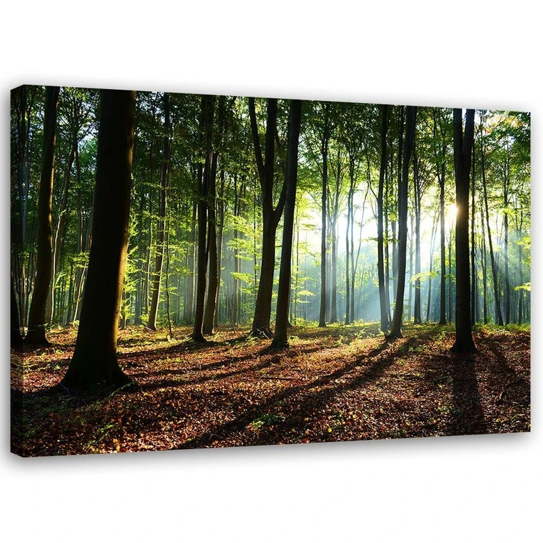 Leinwandbild, Wald bei Sonnenaufgang 