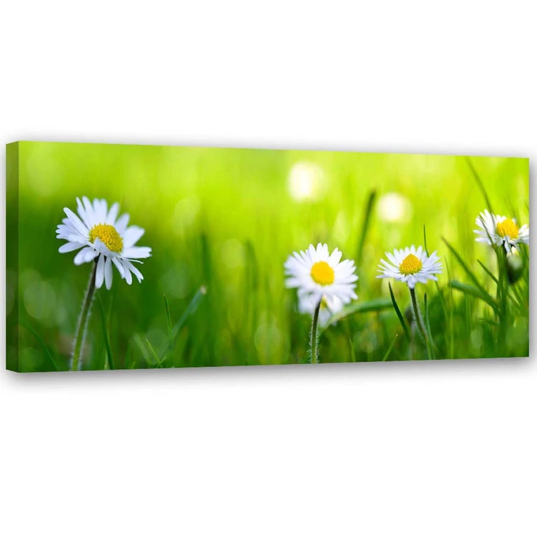 Leinwandbild, Gänseblümchen im Gras 