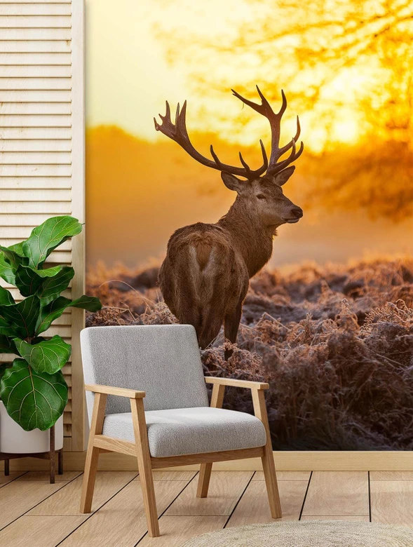 Fototapete, Hirsch bei Sonnenuntergang 