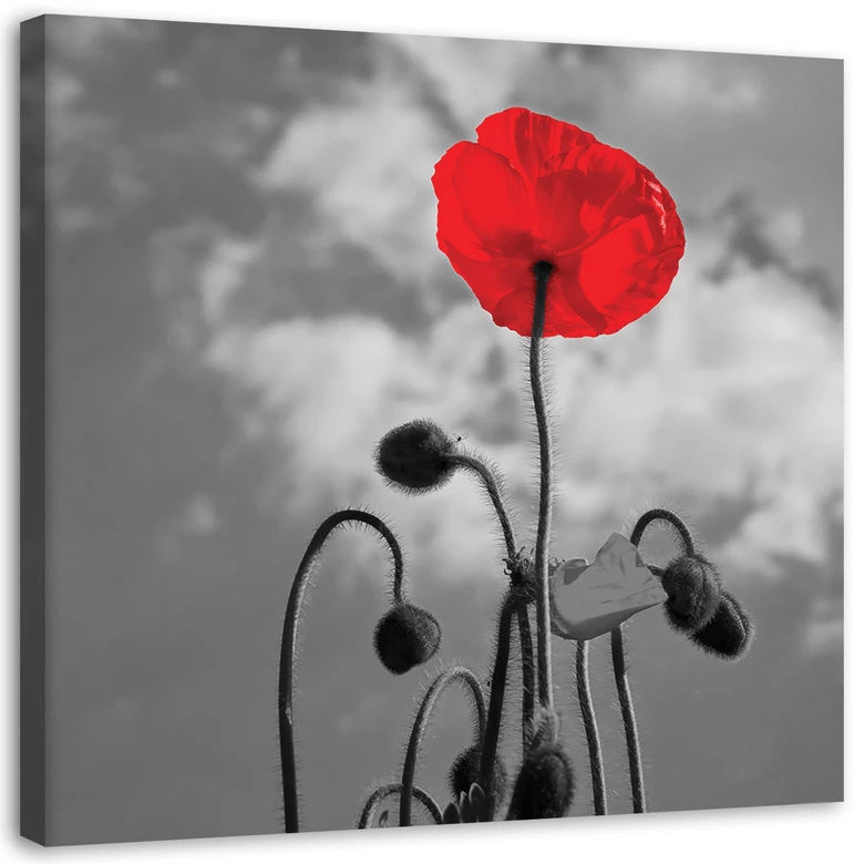 Leinwandbild, Mohnblumen Natur Pflanzen 