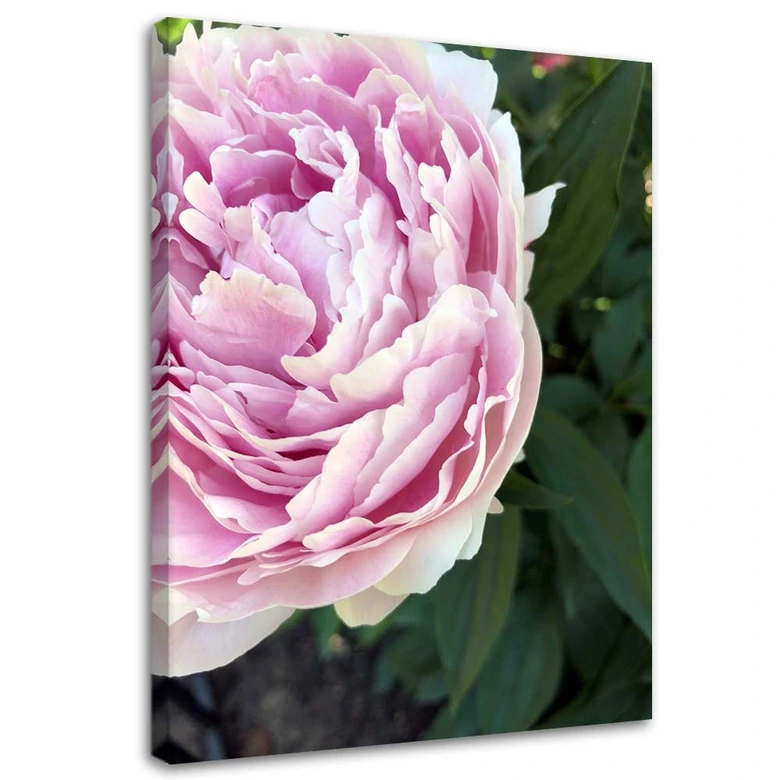 Leinwandbild, Rosa Pfingstrose Blumen 