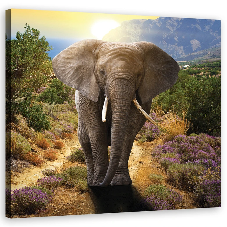 Leinwandbild, Elefant bei Sonnenuntergang 