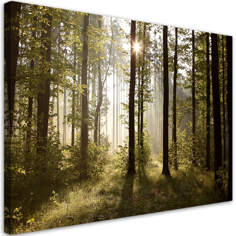 Leinwandbild, Morgen im Wald 