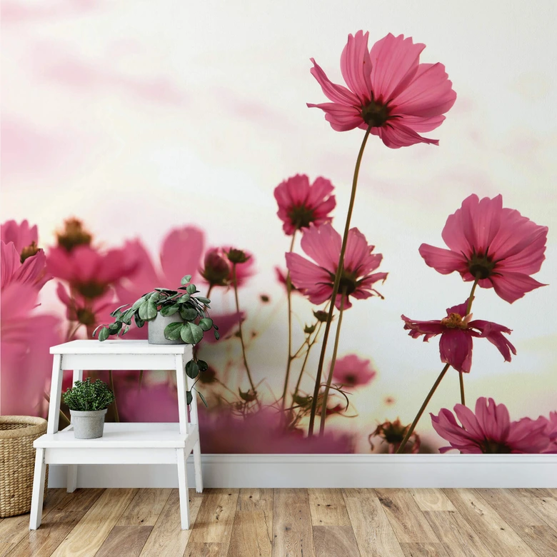 Fototapet med rosa kosmos 