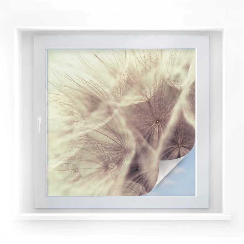 Window foil Dandelion Close Up 