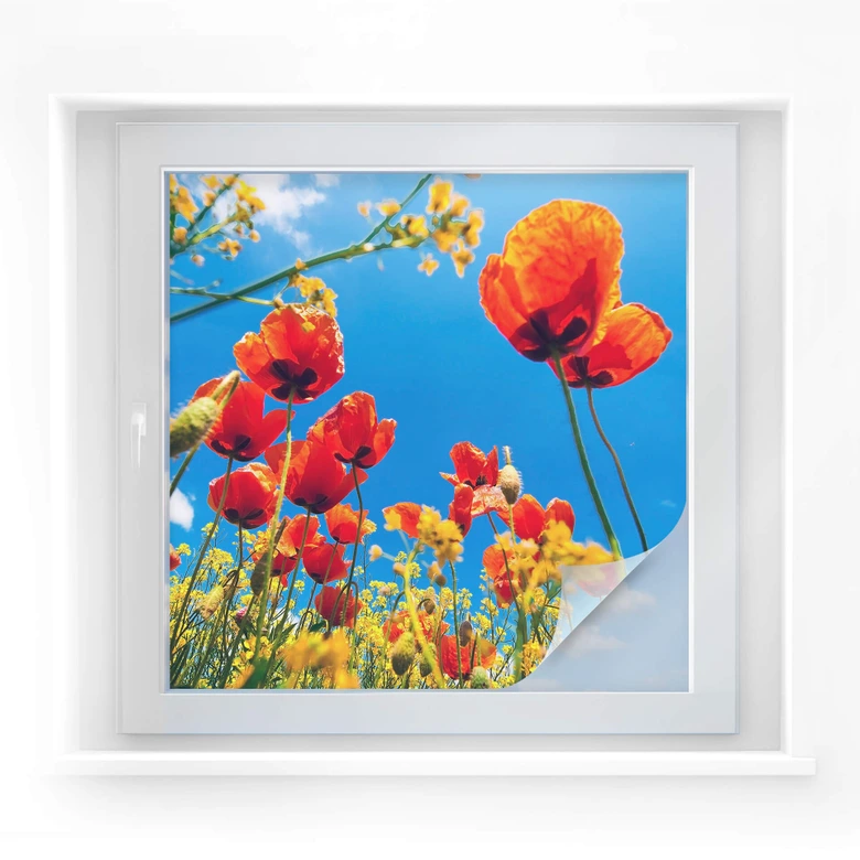 Intimidad película amapolas en un campo de colza - cuadrado 