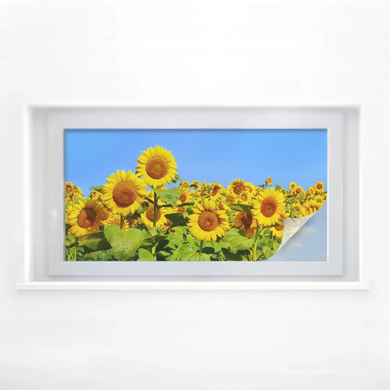 Sichtschutzfolie Sonnenblumenfeld - Panorama 
