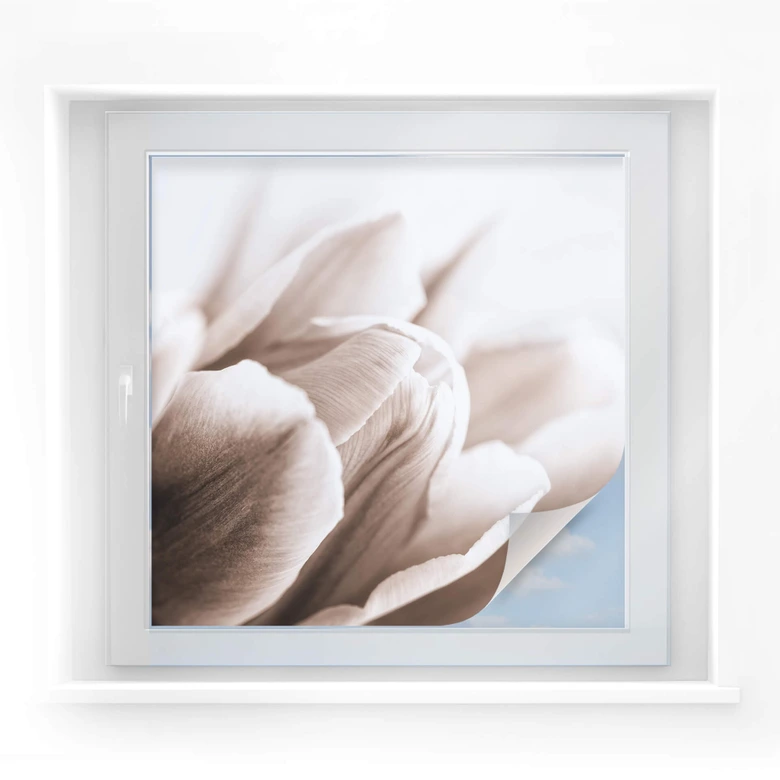 Sichtschutzfolie Tulpe im Detail - quadratisch 
