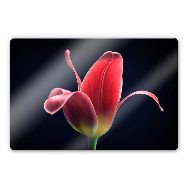 Glasbild Grønkjær - First Tulip 