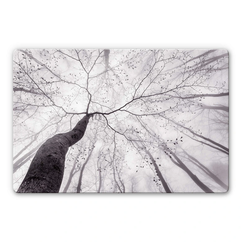 Glasbild Pavlasek - Ein Blick in die Baumkronen 