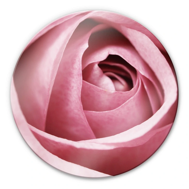 Glasbild Die rosa Rose - rund 