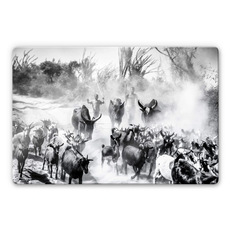 Glasschilderij Tagliarino - Kudde geiten in Afrika 