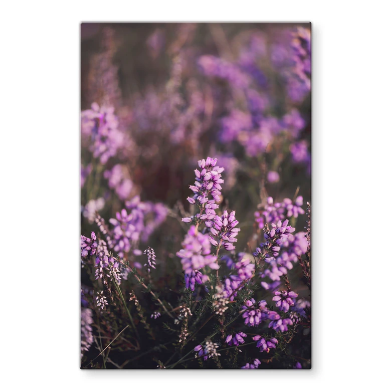 Glasbild Lila Heideblüte im warmen Licht - Annie 