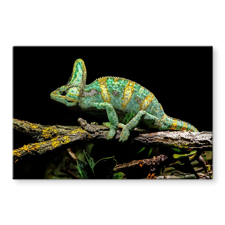 Glasbild Brown - Chamäleon 