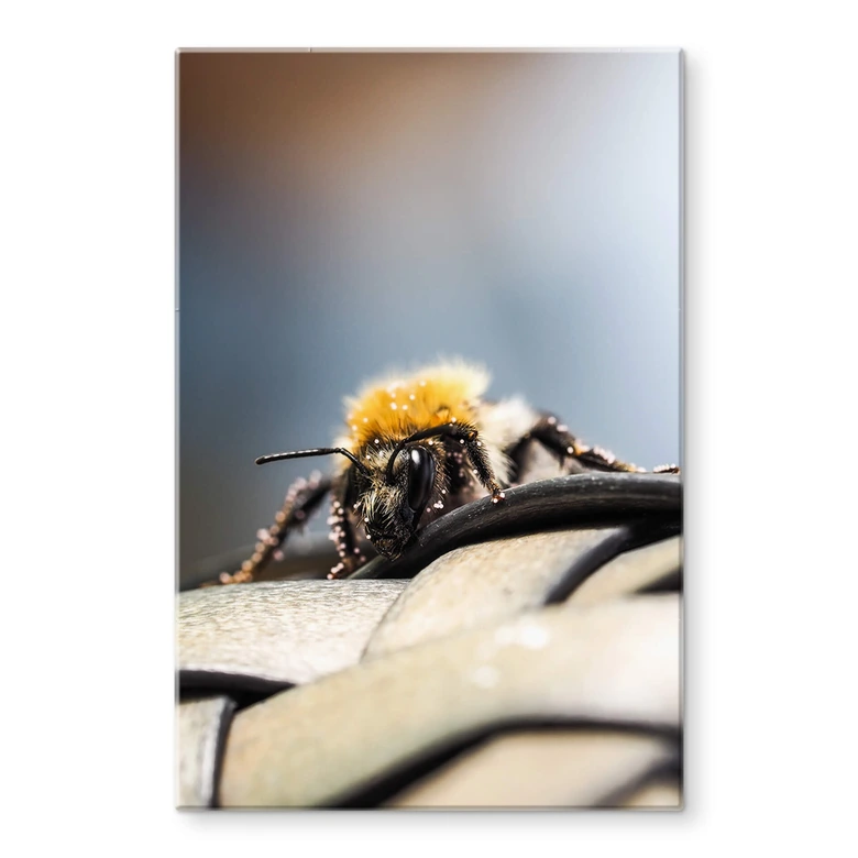 Glasbild Brown - Makro Biene 