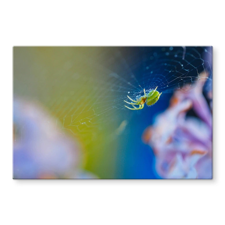 Glasbild Brown - Niedliche Spinne 