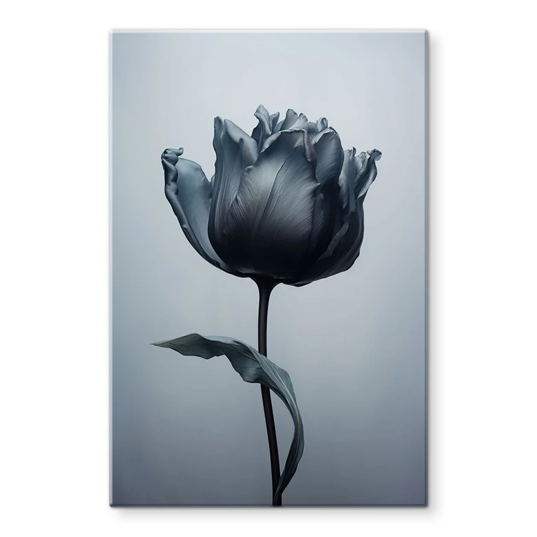 Glasbild Samtige Tulpe in Schwarz - Paksoylu 