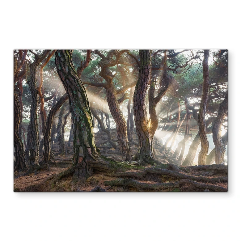 Glasbild Heiliger Kiefernwald - Ryu 