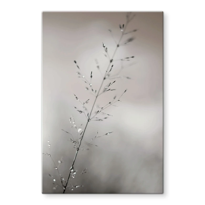 Glasschilderijen met natuurfotografie - Grasspriet met dauwdruppels - Sillen 