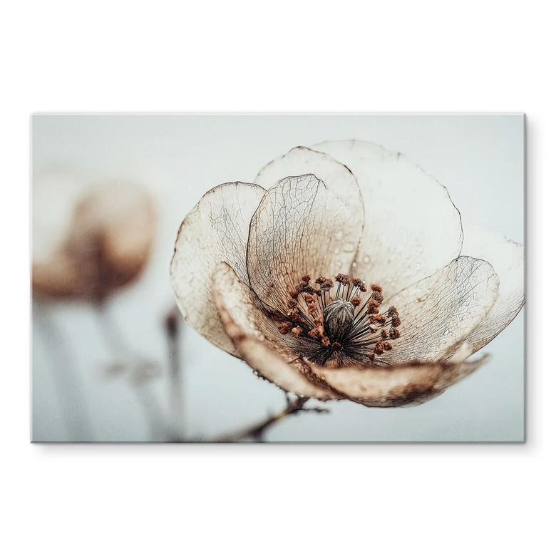 Glasbild Trockenblüte Beige Naturpoesie - Treechild 