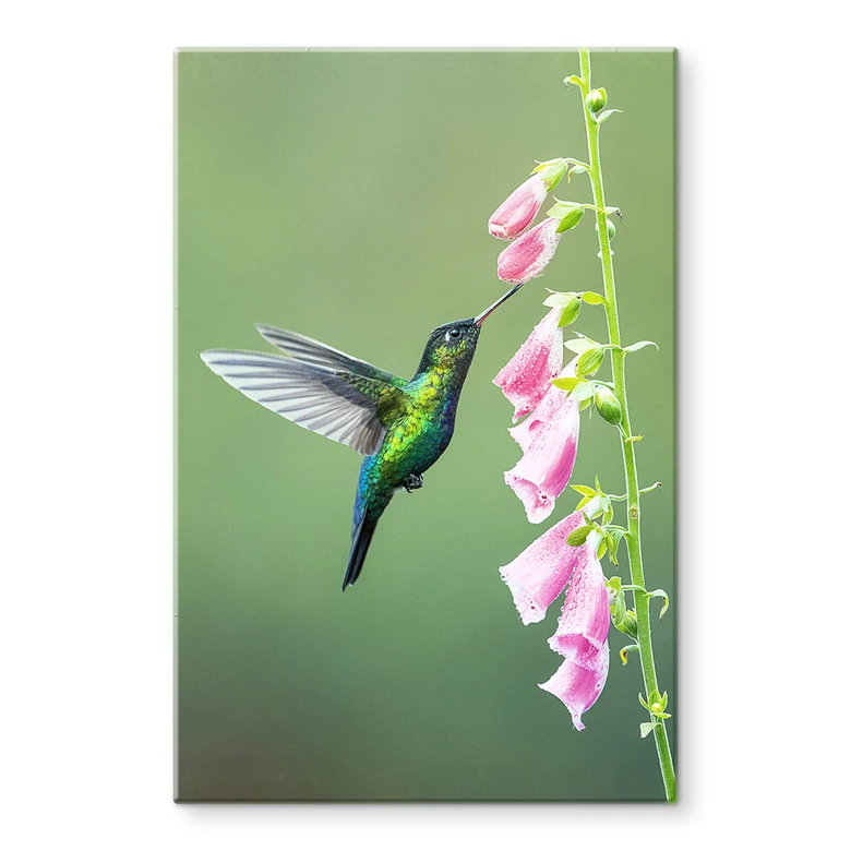 Tableau sur verre van Duijn - Colibri dans la magie des fleurs roses 