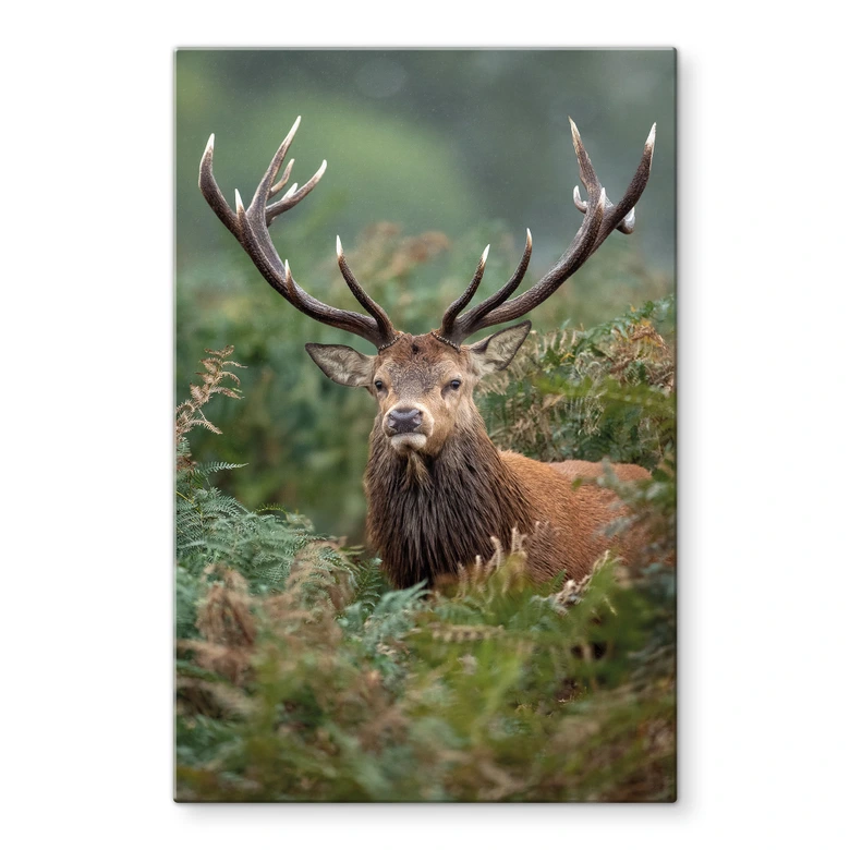 Tableau en verre Cerf élaphe - sentinelle de la forêt - van Duijn 