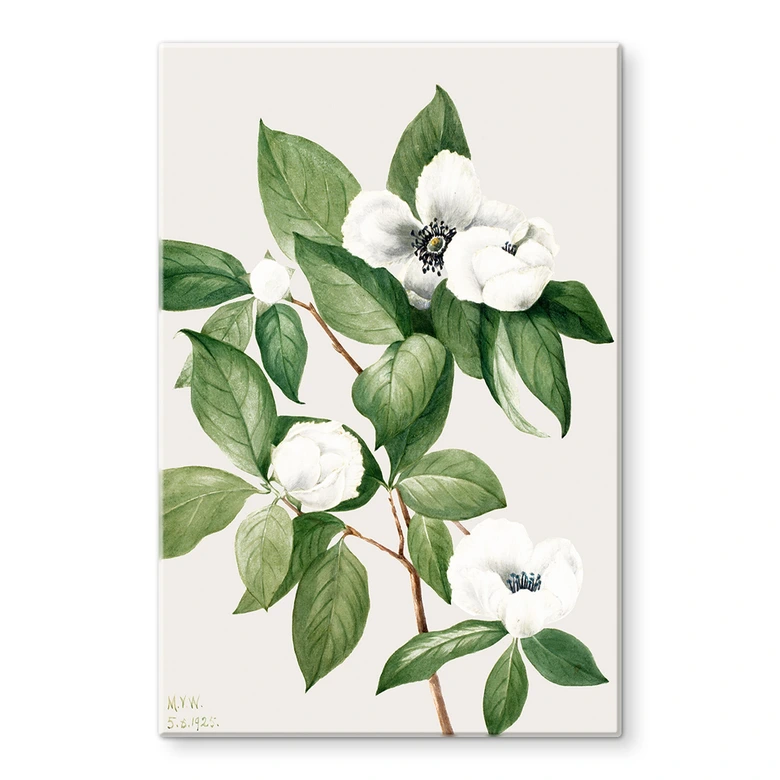 Glasbild Botanik Illustration einer Scheinkamelie - Walcott 