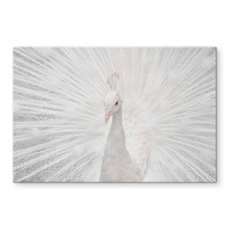 Glasbild Fegari - Weißer Pfau 
