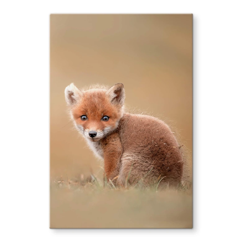 Glasbild van Duijn - Baby Fuchs 
