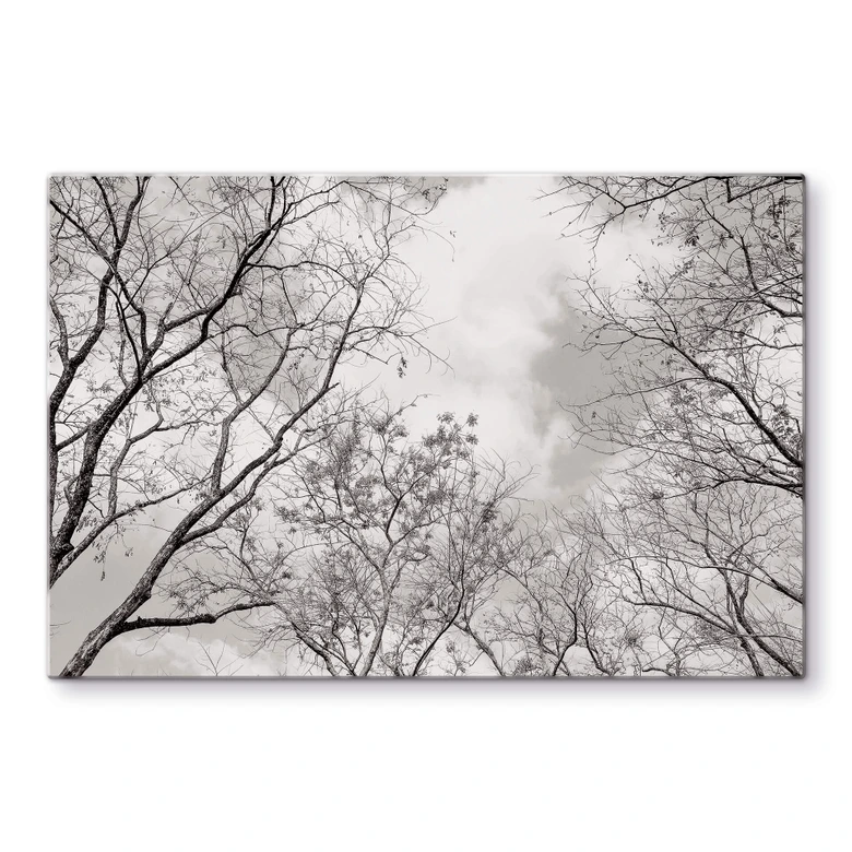 Glasbild Baumkronen im Himmel 