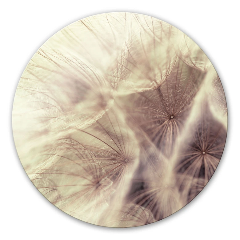 Glasbild Pusteblume Close Up - rund 